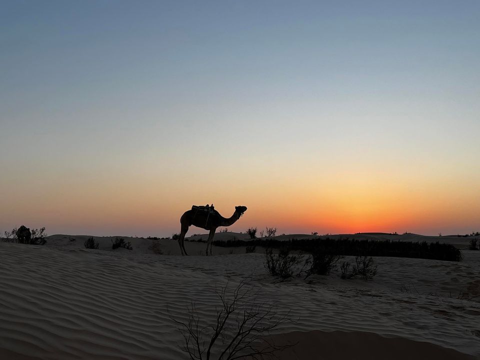 Dromadaire silhouetté au coucher du soleil